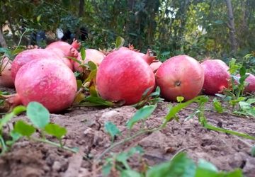 برداشت میوه بهشتی انار در فصل پاییز