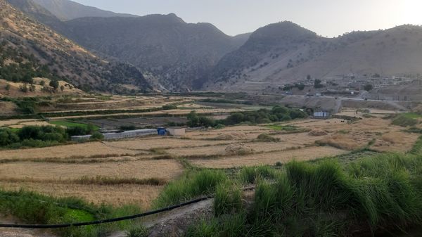 برداشت گندم در روستای بیدله