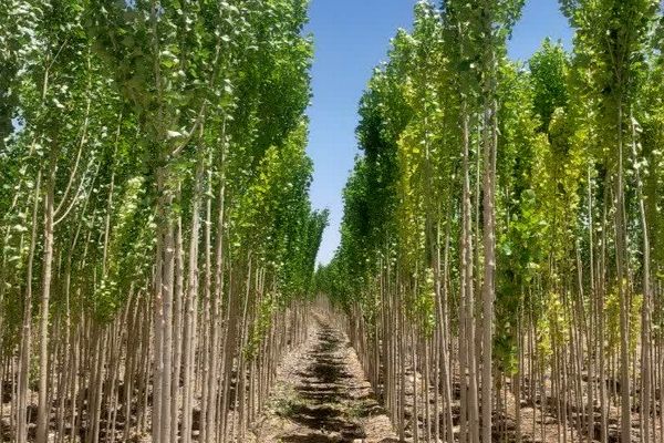 بازدید مدیرکل منابع طبیعی استان همدان از نهالستان و طرح زراعت چوب نیروگاه شهید مفتح