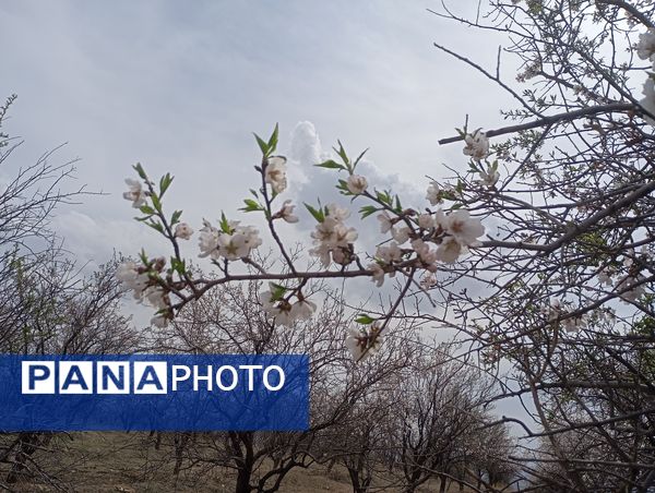  شکوفه های بهاری در روستای گزکوه