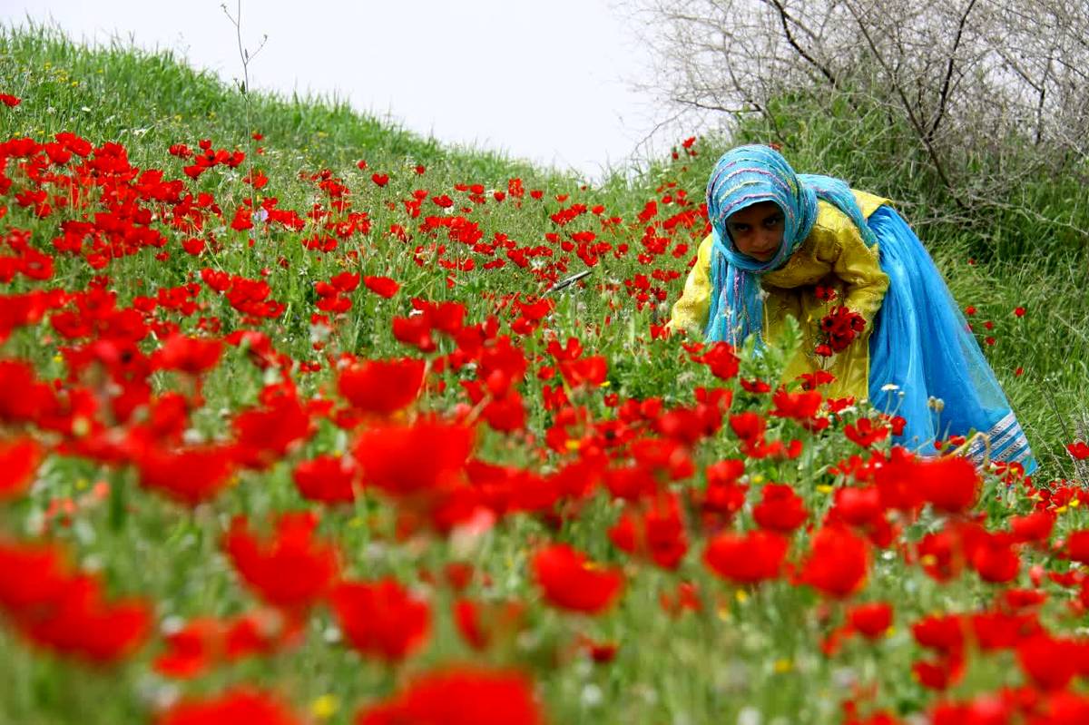 درخشش دانش‌آموز کهگیلویه و بویراحمدی در پویش سرسبز، ایران قوی در کشور