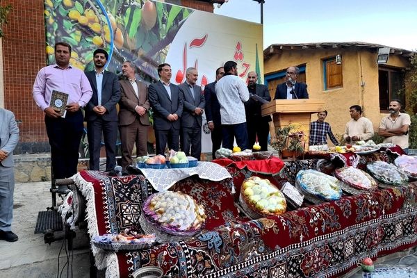 جشنواره آلو در ملحمدره؛ فرصت‌ساز برای ثبت جهانی و توسعه گردشگری شهرستان اسدآباد