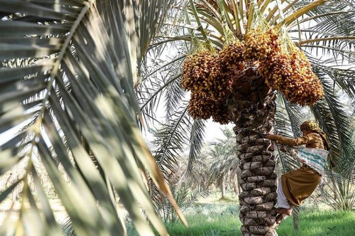 خرید توافقی ۳ هزار تن خرما در آبادان و شادگان