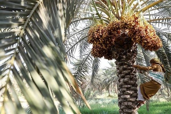 خرید توافقی ۳ هزار تن خرما در آبادان و شادگان