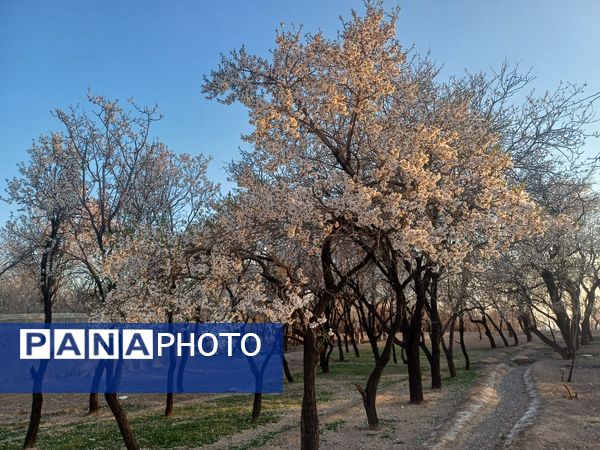 طبیعت با شکوفه‌های رنگارنگ به استقبال نوروز آمد