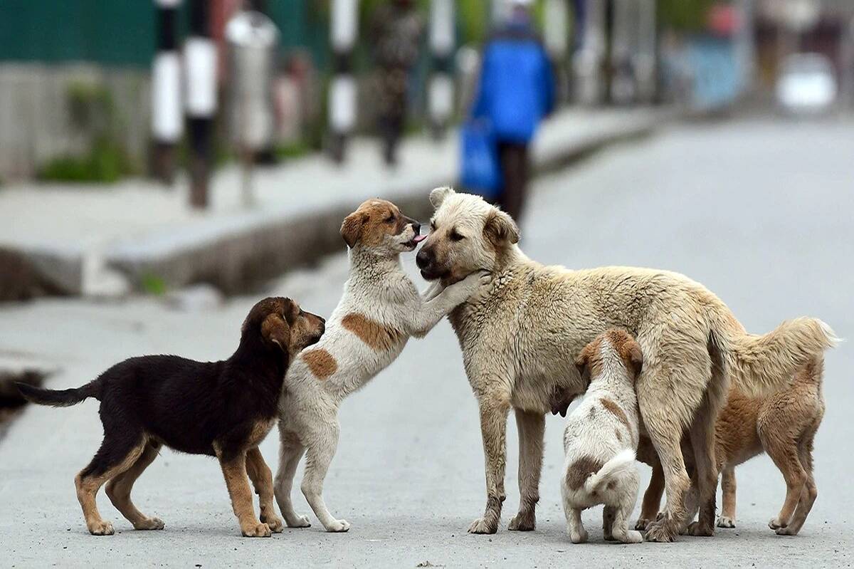 زند‌ه‌گیری روزانه 400 سگ ولگرد در شهر تهران