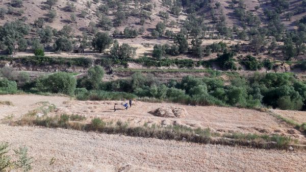 برداشت گندم در روستای بیدله