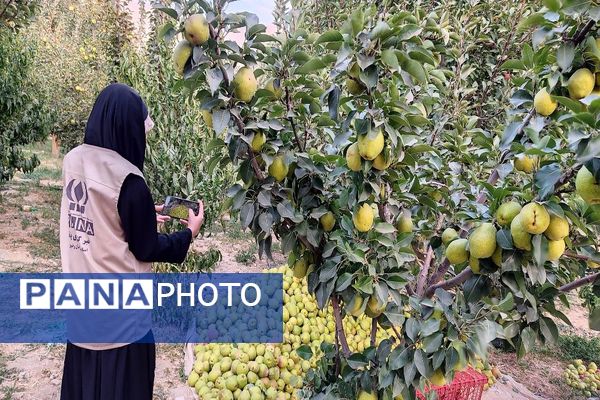 فصل برداشت میوه های پاییزی در شهر زیبای بار نیشابور.