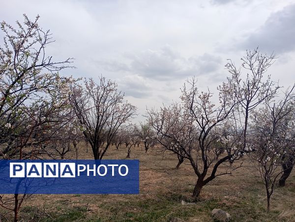  شکوفه های بهاری در روستای گزکوه