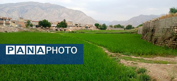 برنج‌کاری در لردگان؛ نماد زندگی و فرهنگ محلی