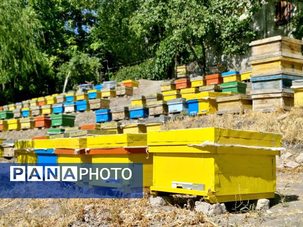کندوها ؛ کارخانه های زنده طبیعت