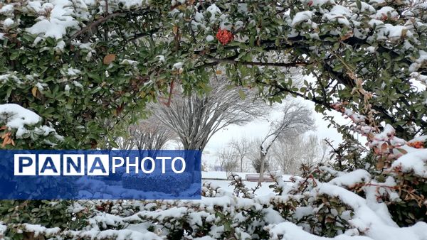 بروجن در پوشش سفیدی برف