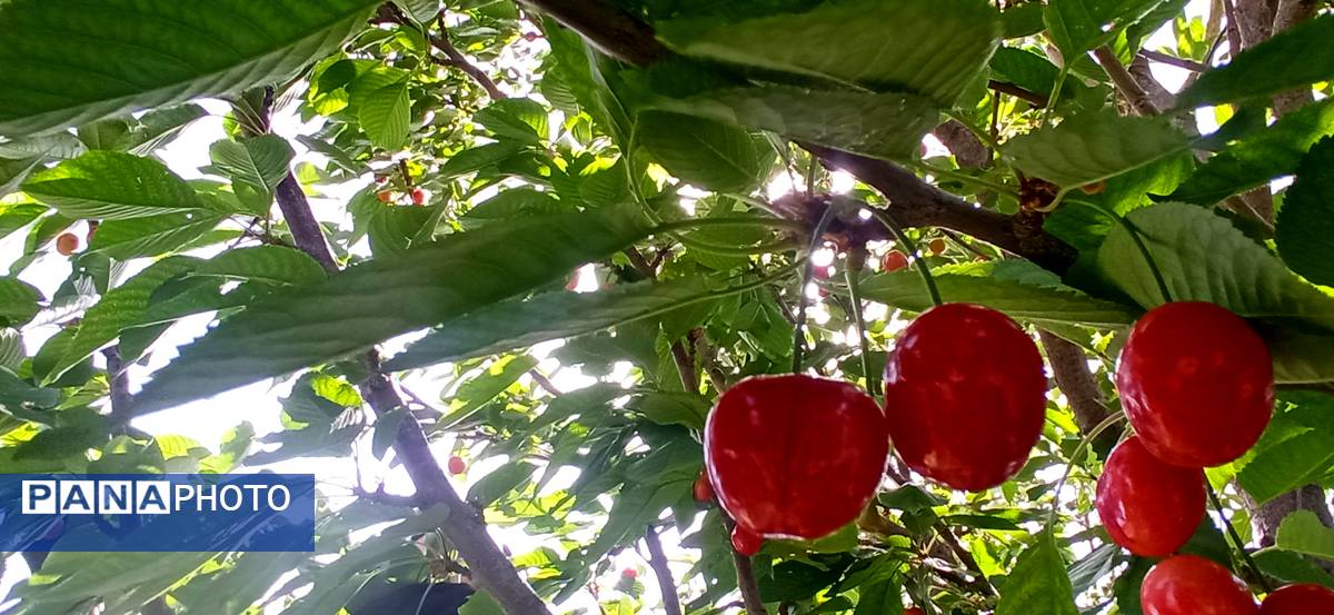 آغاز فصل چیدن؛ باغهای جلگه رخ میزبان میوههای تابستانی