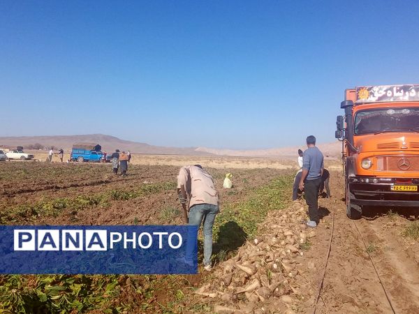 برداشت چغندر قند از مزارع دشت گل آغاز شد