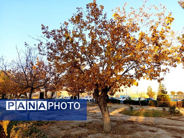 طبیعت زیبای کاشمر در پاییز