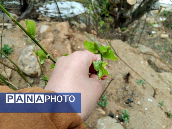 فصل بهار در میانکوه