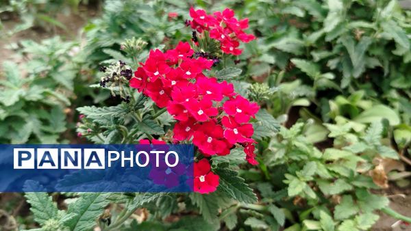 دانش‌آموزان ملایری، پیشگام در امر خدمت‌رسانی به زائران اباعبدالله الحسین (ع)