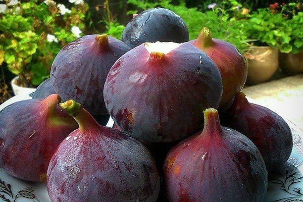 انجیر سیاه معمولان ؛ از مزارع زاگرس تا بازار های جهانی