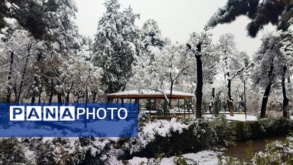 درختان طلایی ، سفید پوش شدند 