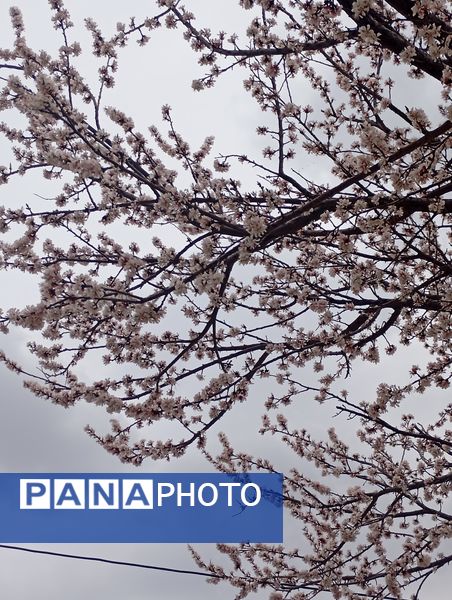  شکوفه های بهاری در روستای گزکوه