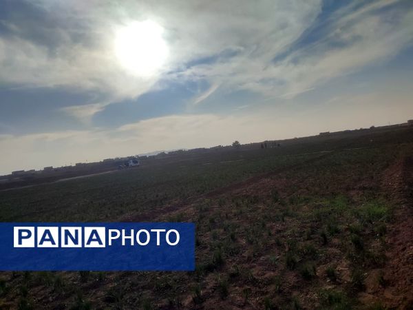 فدافن روستایی که زعفرانش با تشنگی خاک قصه‌ای تلخ نوشت