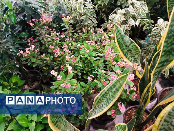  دهمین نمایشگاه گل و گیاه و گیاهان آپارتمانی در اردبیل