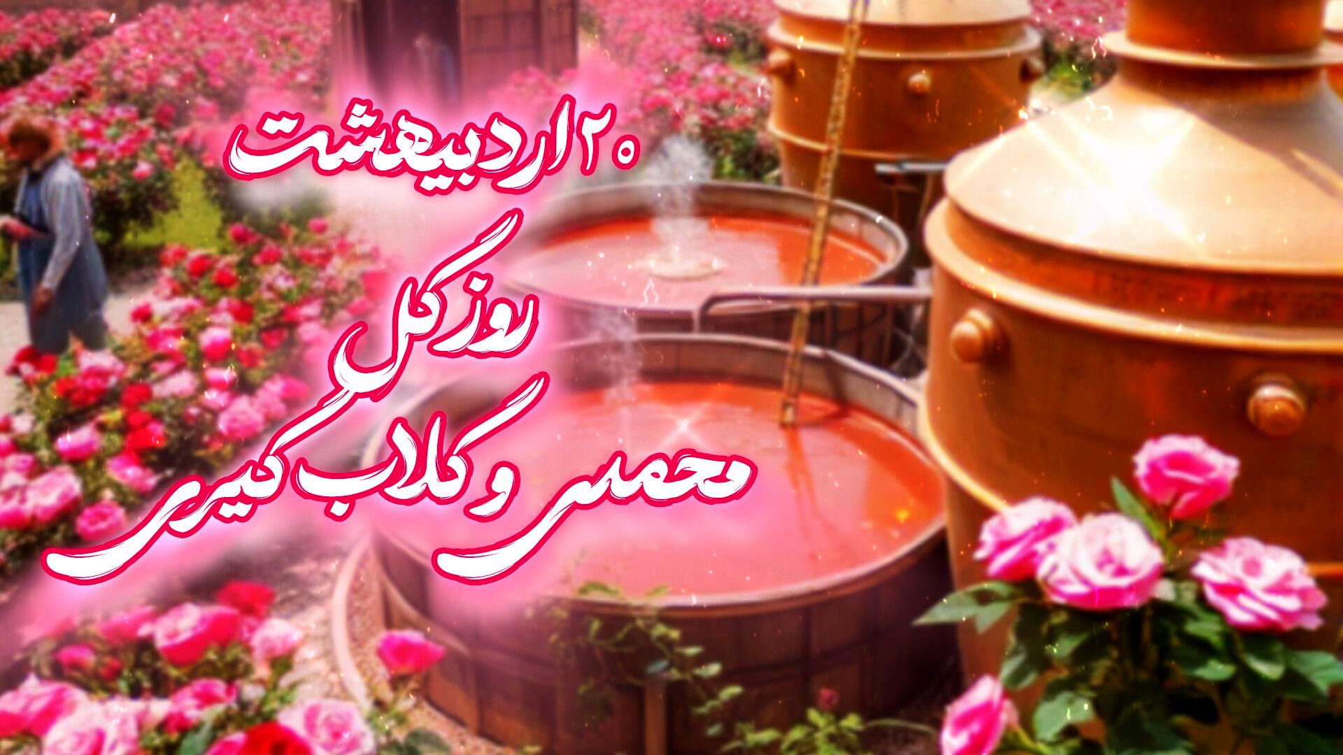 ثروت کمیاب گل محمدی در فرهنگ و آیین ایران