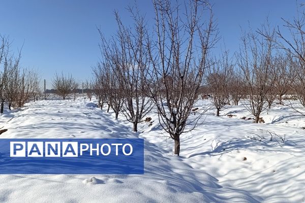 منظره زیبای برف پاییزی در باغات شهرستان نیشابور 