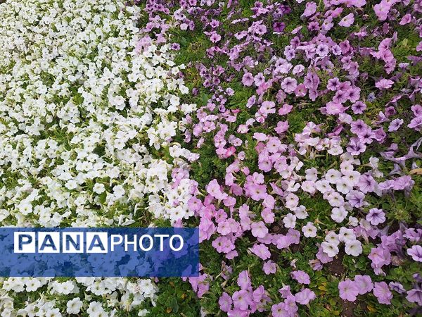 حال و هوای جشنواره  لاله‌های کرج 