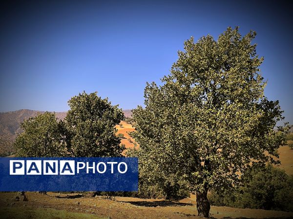 قاب‌های ماندگار از برداشت برنج در منطقه میانکوه 