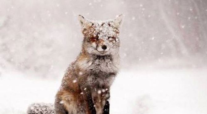 سفیدپوشِ بی‌رحم؛ وقتی برف، حیوانات را به دل جاده‌ها می‌کشاند