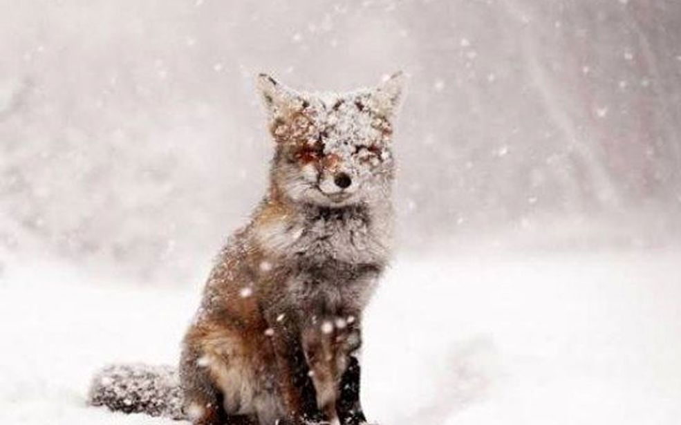 سفیدپوشِ بی‌رحم؛ وقتی برف، حیوانات را به دل جاده‌ها می‌کشاند