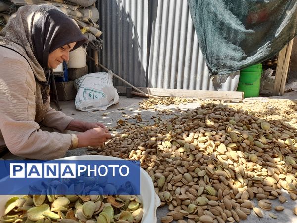 مارکده، سرزمین طلایی بادام و گردو؛ گنجینه‌ای از طعم و سنت در دل سامان