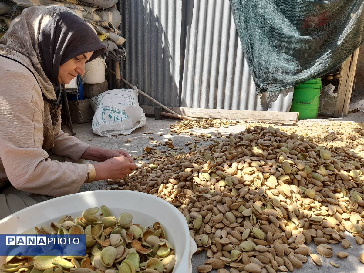 مارکده، سرزمین طلایی بادام و گردو؛ گنجینه‌ای از طعم و سنت در دل سامان