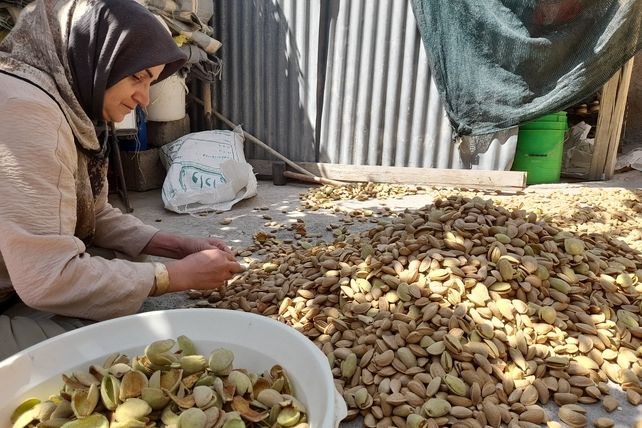 مارکده، سرزمین طلایی بادام و گردو؛ گنجینه‌ای از طعم و سنت در دل سامان