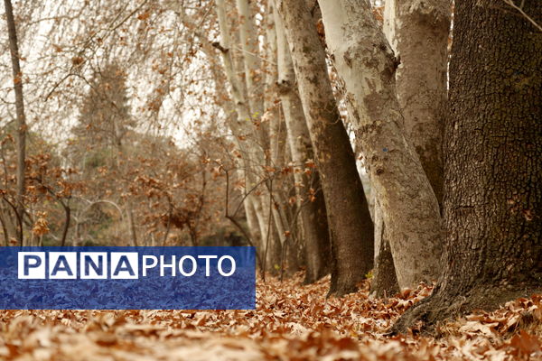 خلوت سرای پاییزی سعدآباد