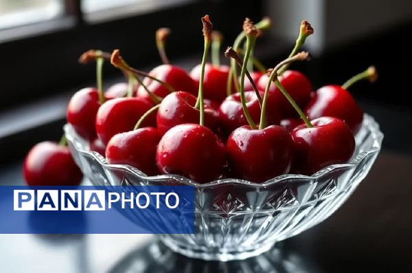 برداشت گیلاس در آذربایجان شرقی