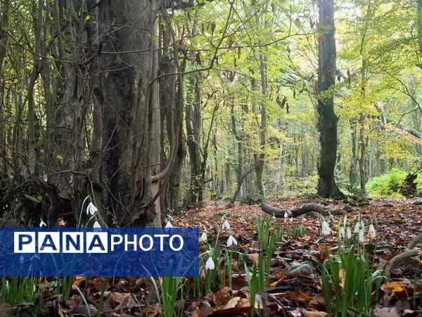 جنگل‌های هیرکانی کردکوی