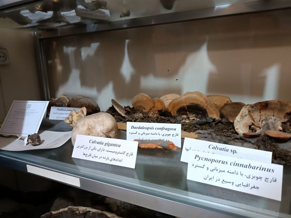 گام خبرنگاران در مسیر تنوع زیستی