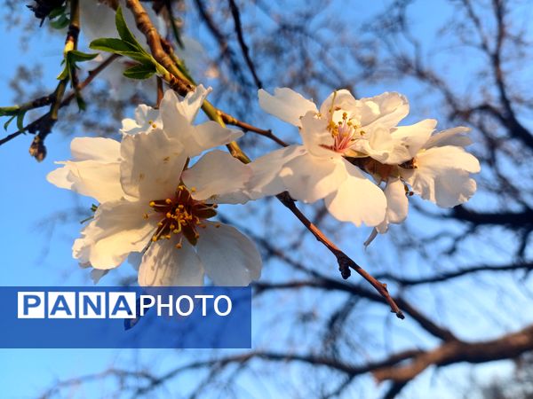 طبیعت با شکوفه‌های رنگارنگ به استقبال نوروز آمد