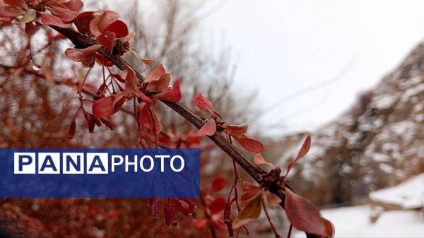 گرداب بن زیر چتر سپید برف