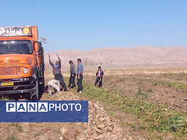 برداشت چغندر قند از مزارع دشت گل آغاز شد