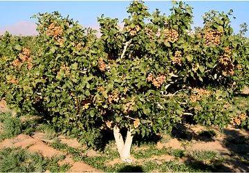 باغ پسته فرصتی پرسود برای سرمایه‌گذاری در کشاورزی ایران