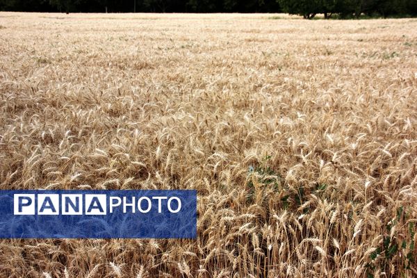 آغاز برداشت گندم در شهرستان ارومیه