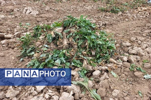 برداشت چغندرقند در روستای مفرنقا