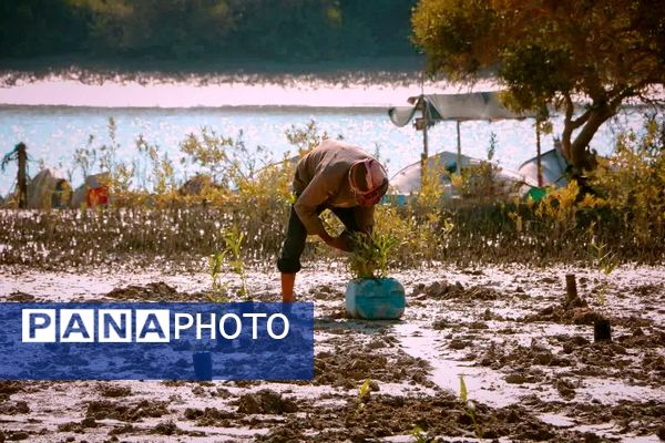 ۲۵۰۰‌ اصله‌ نهال‌حرا‌ در‌ بندرخمیر‌ کاشته‌ شد