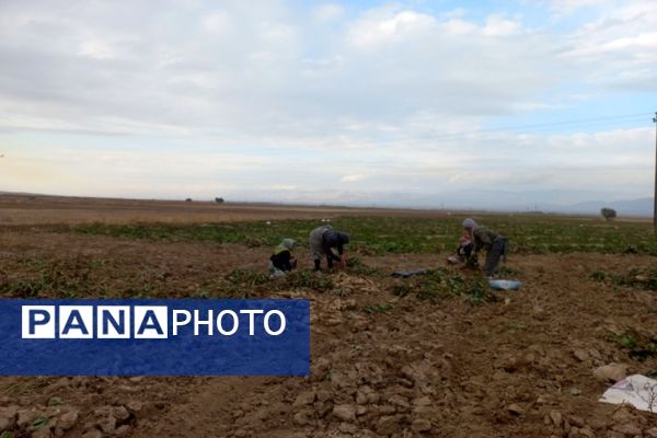 برداشت چغندرقند در روستای مفرنقا