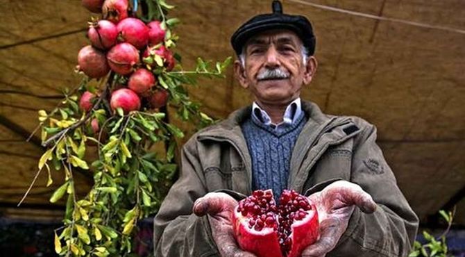 دومین جشنواره انار و خرمالو برگزار شد