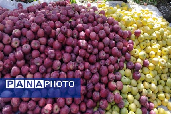 فصل برداشت میوه های پاییزی در شهر زیبای بار نیشابور.