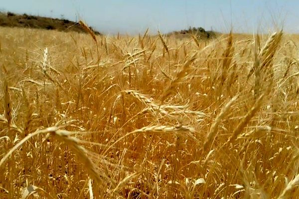 واردات ۱.۲ میلیون تن گندم کیفی برای حفظ ذخایر استراتژیک